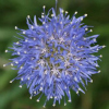 jasione laevis - abriachan nurseries
